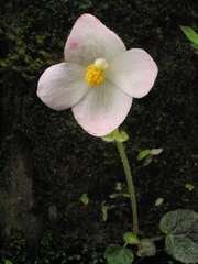 Begonia picta