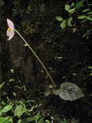 Begonia picta