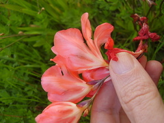 Tritonia squalida