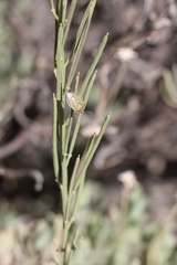 Eudolycoris alluaudi