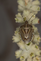 Eudolycoris alluaudi