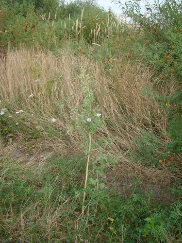 Althaea armeniaca, photograph 6