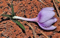 Colchicum triphyllum