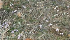 Colchicum triphyllum