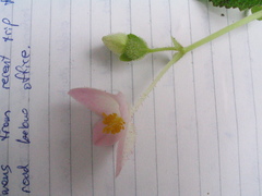 Begonia picta