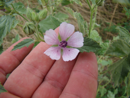 Althaea armeniaca, photograph 5