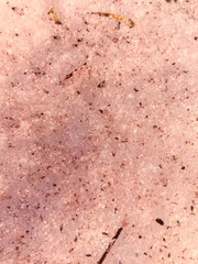 Chlamydomonas nivalis