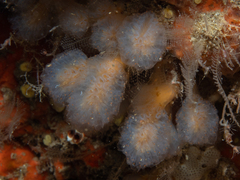 Aplidium punctum