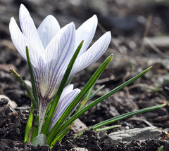 Crocus nevadensis