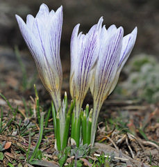 Crocus nevadensis