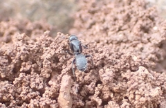 Camponotus aegaeus
