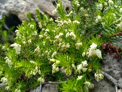 Erica sociorum