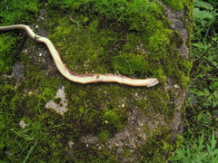 Sibynophis collaris