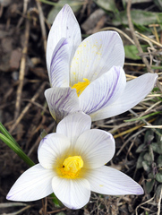 Crocus nevadensis