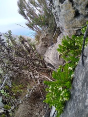 Erica sociorum