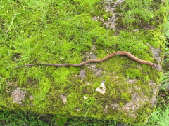 Sibynophis collaris