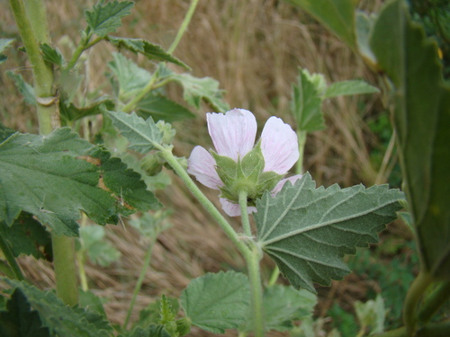 Althaea armeniaca, photograph 4