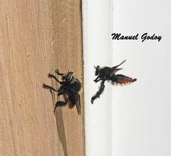 Mallophora ruficauda