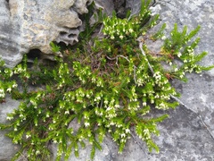 Erica sociorum