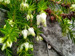 Erica sociorum