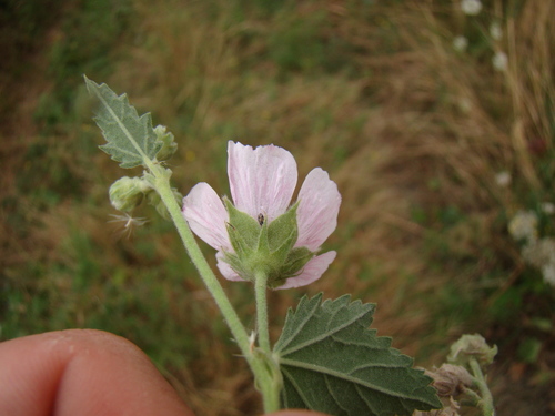 Althaea armeniaca, photograph 3
