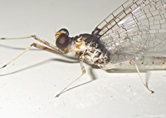 Maccaffertium pulchellum