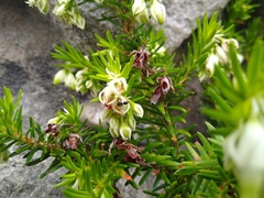 Erica sociorum