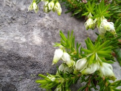 Erica sociorum