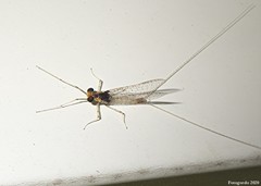 Maccaffertium pulchellum