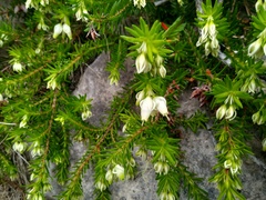 Erica sociorum