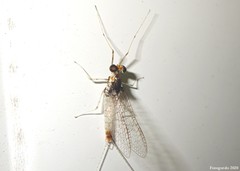 Maccaffertium pulchellum