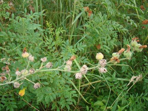 Althaea armeniaca, photograph 2