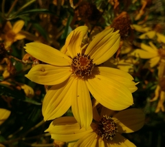 Bidens laevis