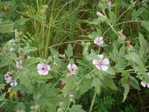 Althaea armeniaca, photograph 1