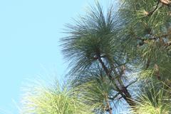 Pinus roxburghii
