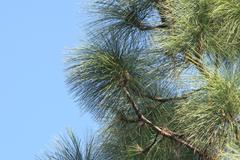Pinus roxburghii