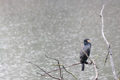Phalacrocorax carbo