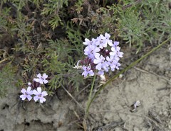 Glandularia parodii