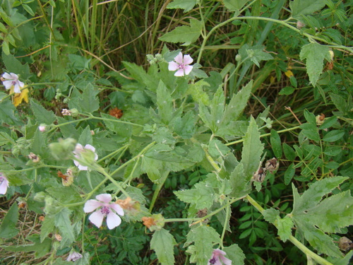 Armenian Hollyhock (Althaea armeniaca)