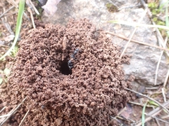 Camponotus aegaeus
