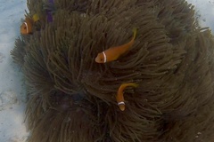 Amphiprion nigripes