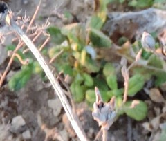 Helianthemum ledifolium