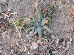 Helianthemum ledifolium