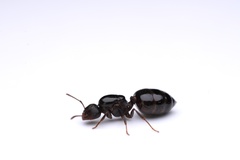 Crematogaster lineolata