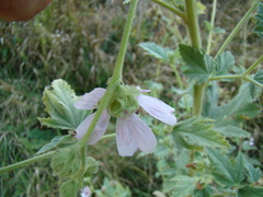 Althaea