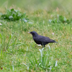 Sturnus unicolor
