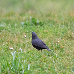 Sturnus unicolor