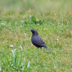 Sturnus unicolor