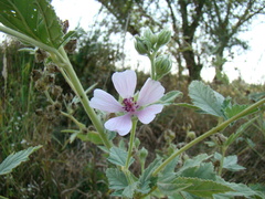 Althaea