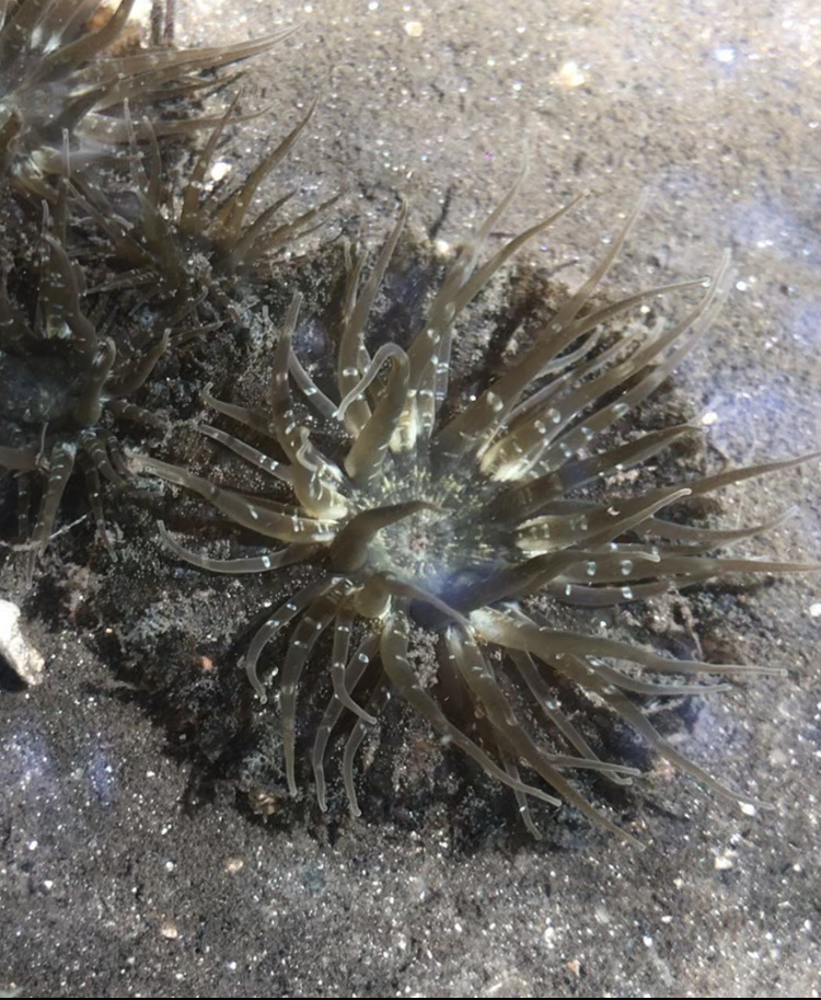 Collared Sand Anemone